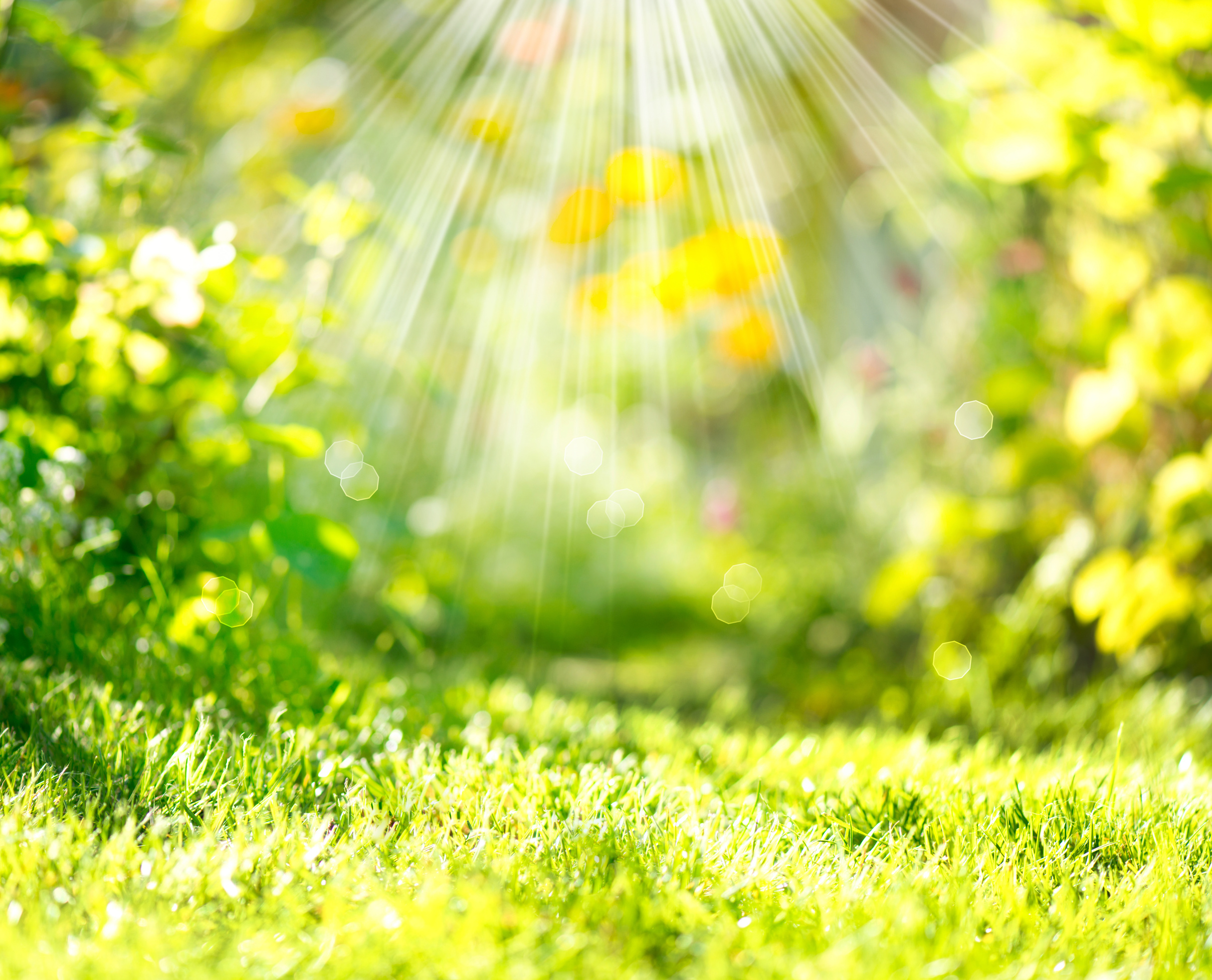 Nature Spring Blurred Background  